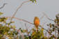 Ortolansparv / Ortolan Bunting Emberiza hortulana 