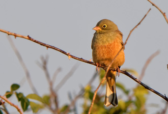 Ortolansparv / Ortolan Bunting 