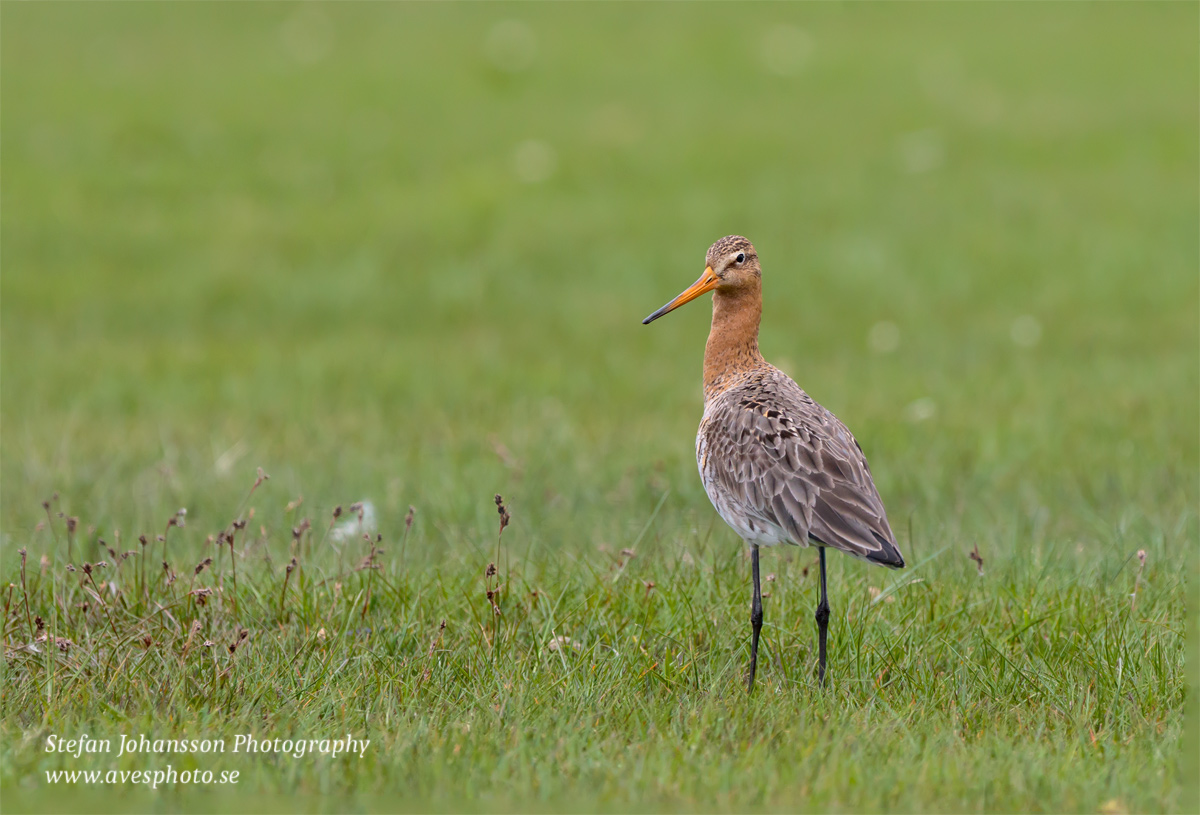 Rödspov / Black-tailed Godwit Limosa limosa limosa