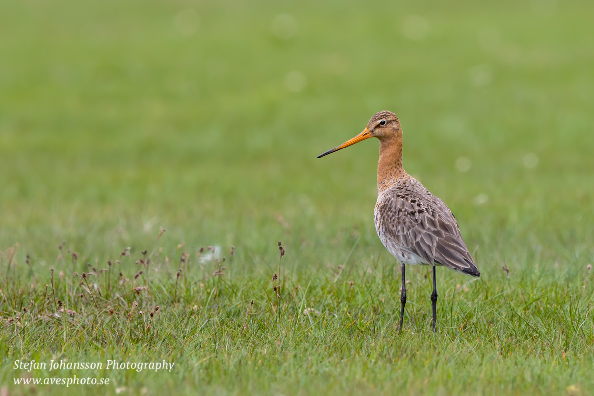 Rödspov / Black-tailed Godwit Limosa limosa limosa