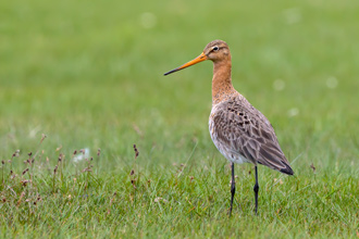 Rödspov / Black-tailed Godwit