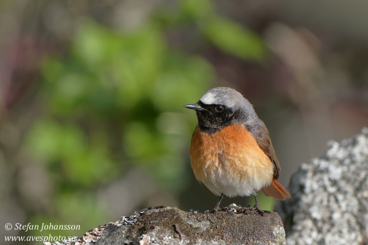 Rdstjrt / Redstart Phoenicurus phoenicurus