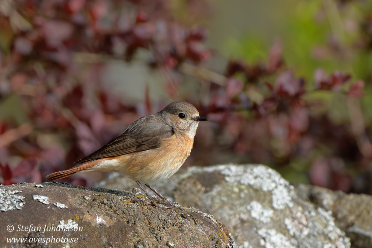 Rdstjrt / Redstart Phoenicurus phoenicurus