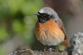 Rödstjärt / Redstart Phoenicurus phoenicurus 