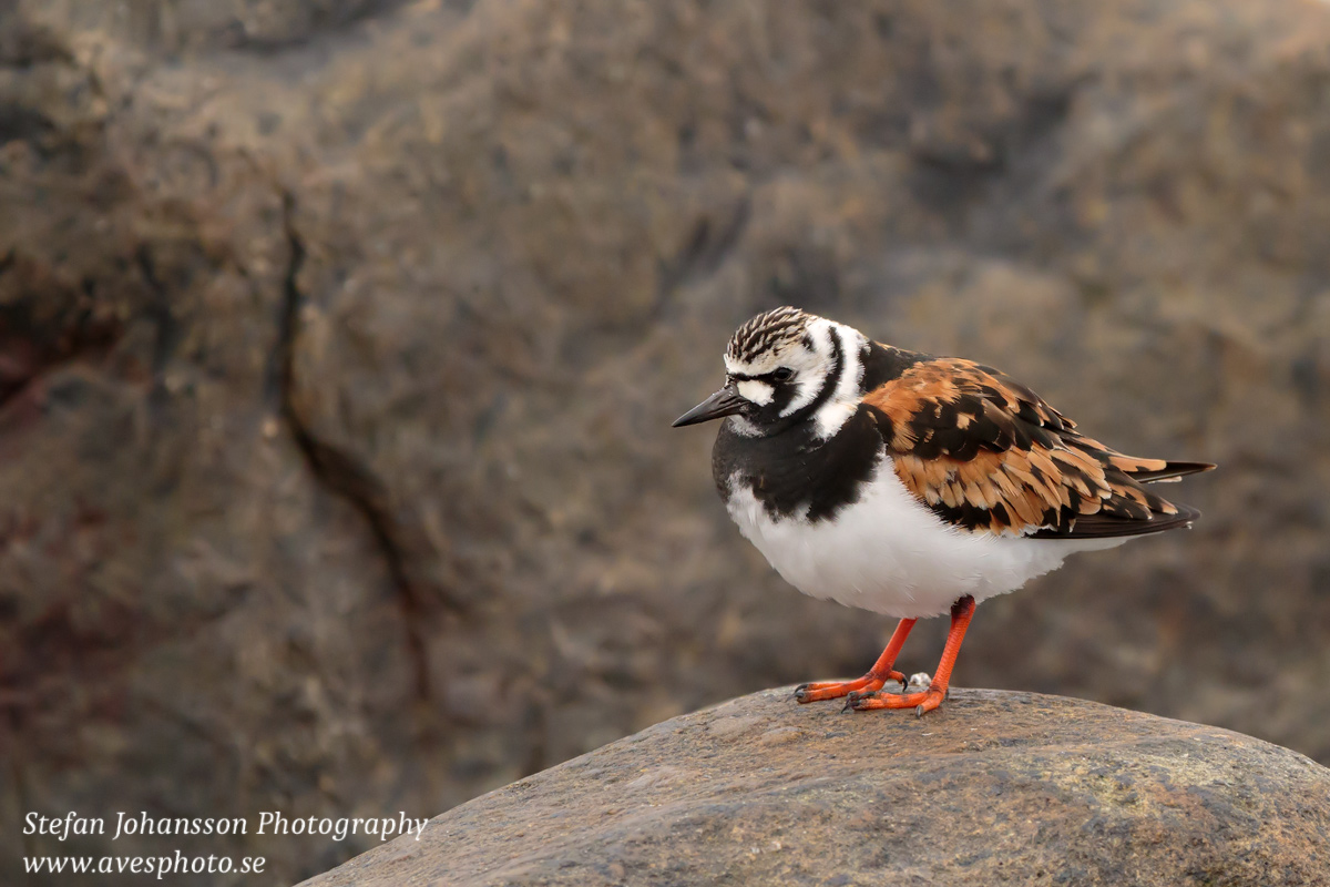 Roskarl / Ruddy Turnstone Arenaria interpres 