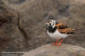 Roskarl / Ruddy Turnstone Arenaria interpres 