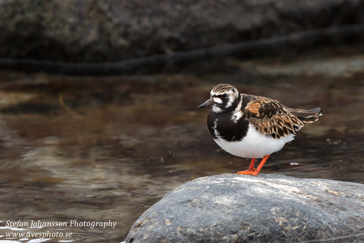 Roskarl / Ruddy Turnstone Arenaria interpres 