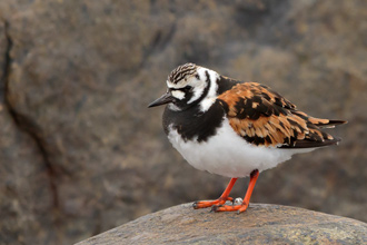 Roskarl / Ruddy Turnstone 