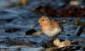 Sandlpare / Sanderling 