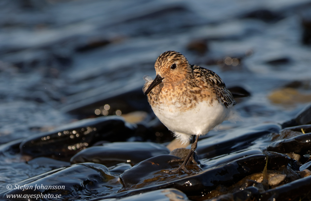 Sandlpare / Sanderling 