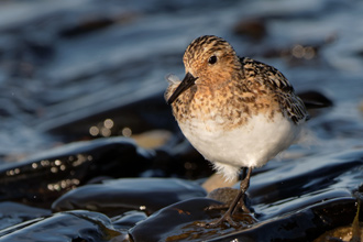 Sandlöpare / Sanderling 