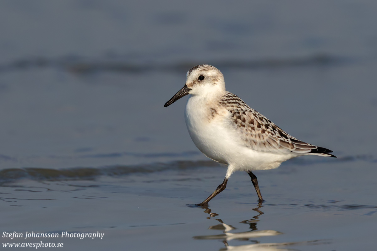 Sandlöpare / Sanderling Calidris alba 