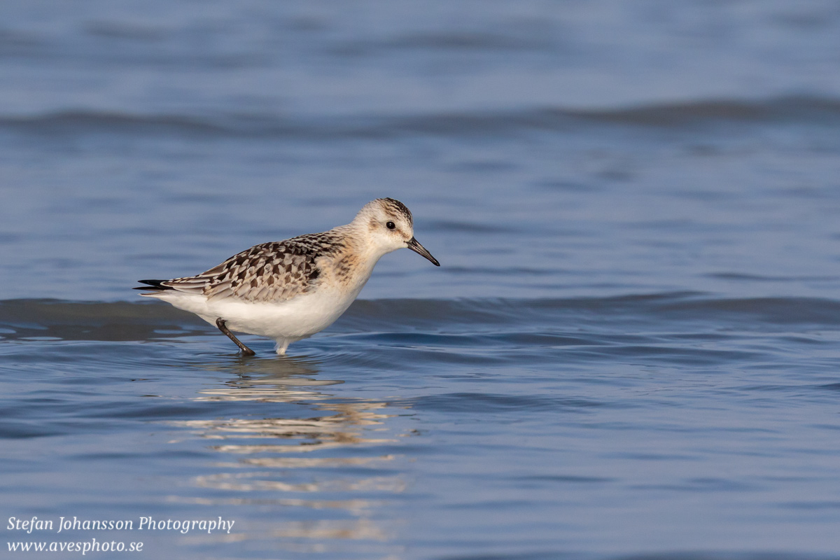 Sandlöpare / Sanderling Calidris alba 