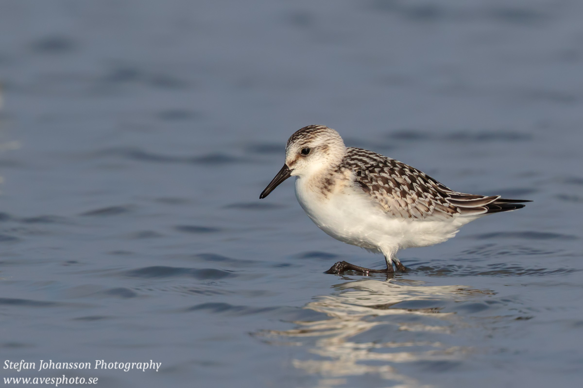 Sandlöpare / Sanderling Calidris alba 