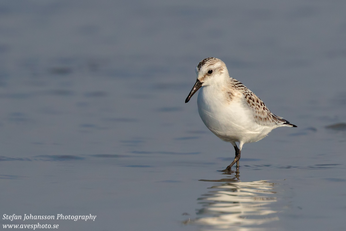 Sandlöpare / Sanderling Calidris alba 