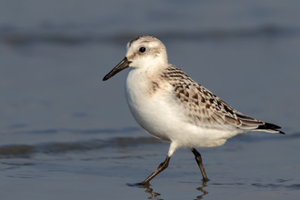 Sandlöpare / Sanderling 