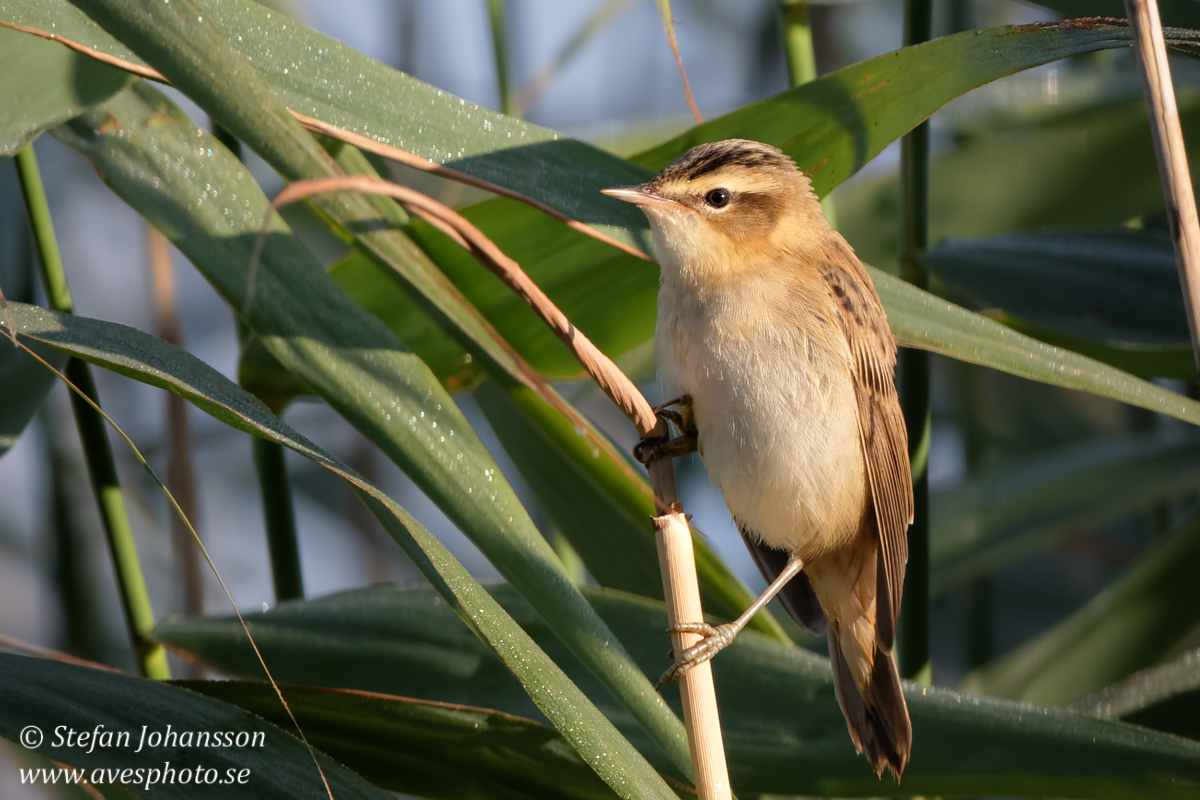 Svsngare / Sedge Warbler Acrocephalus schoenobaenus 