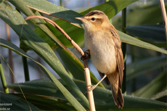 Sävsångare / Sedge Warbler 