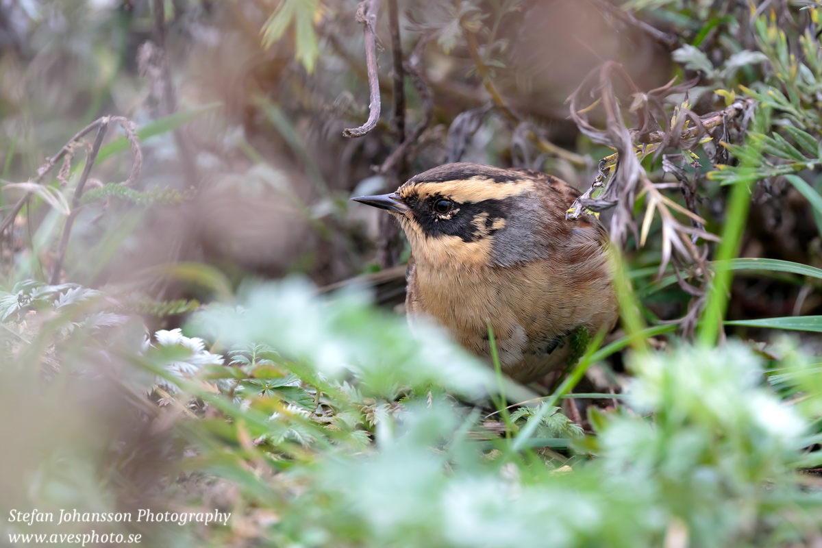 Sibirisk järnsparv / Siberian Accentor Prunella montanella