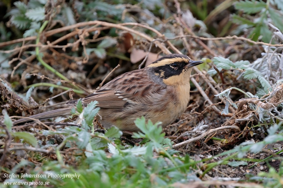 Sibirisk järnsparv / Siberian Accentor Prunella montanella