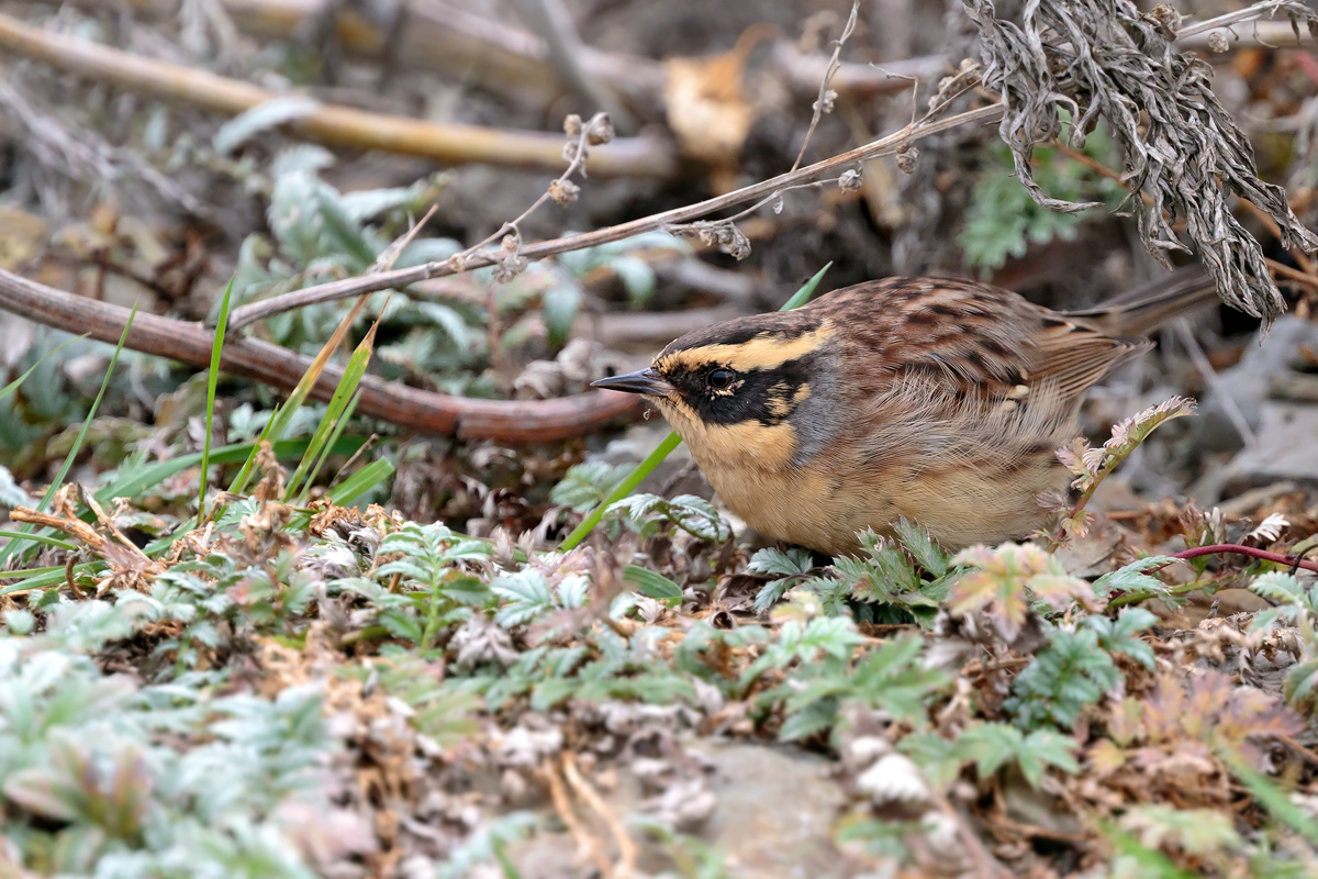 Sibirisk järnsparv / Siberian Accentor Prunella montanella