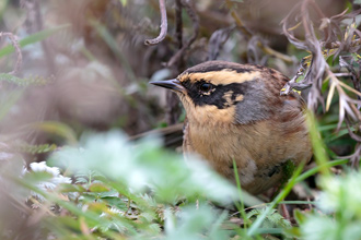 Sibirisk järnsparv / Siberian Accentor 