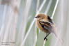 Skggmes / Bearded Tit Panurus biarmicus 