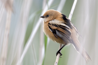 Skäggmes / Bearded Tit 