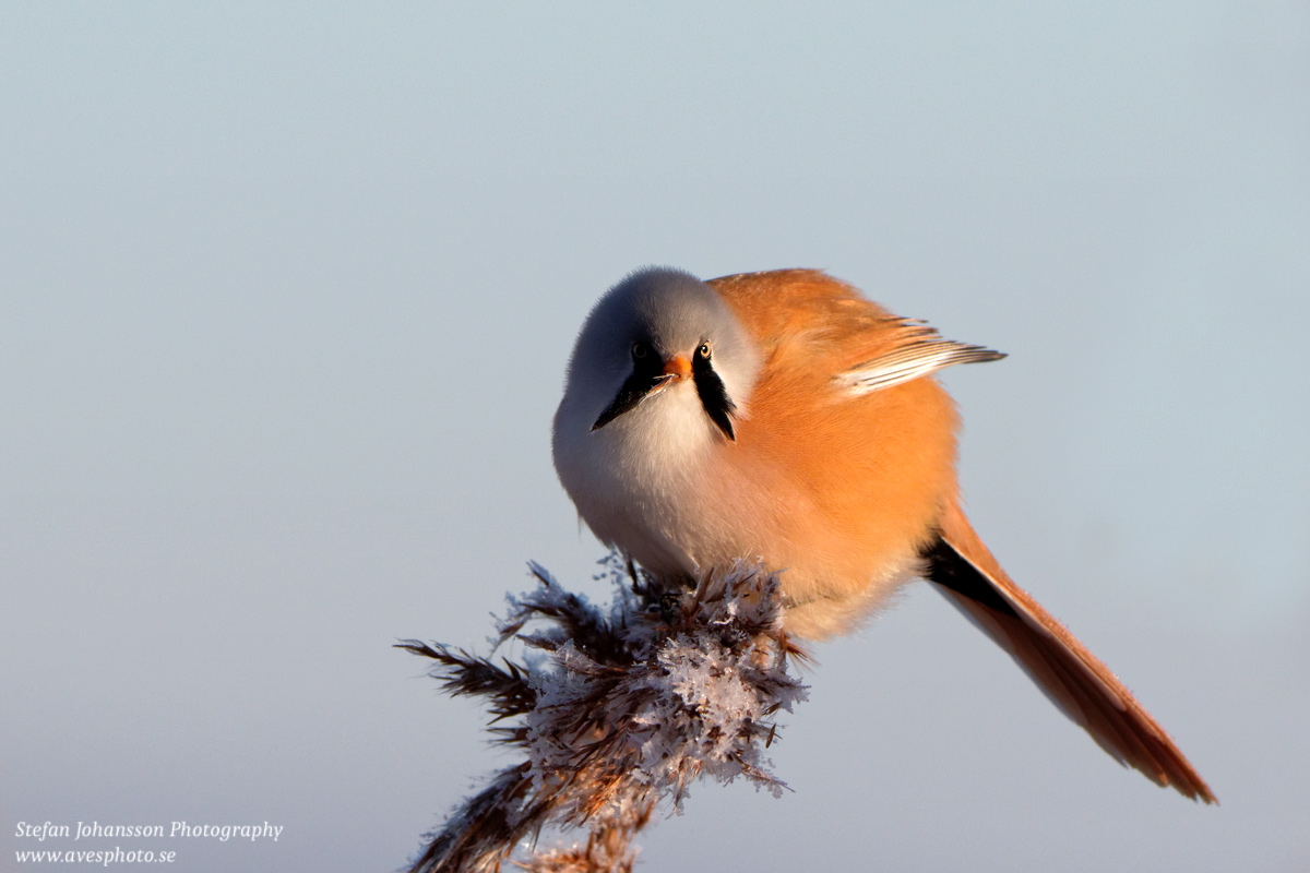 Skäggmes / Bearded Tit Panurus biarmicus 