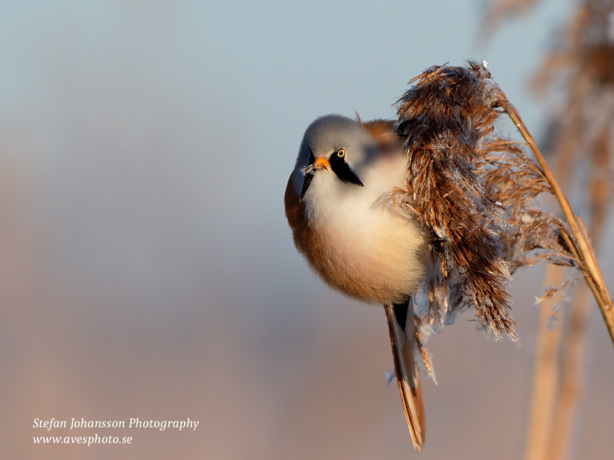 Skäggmes / Bearded Tit Panurus biarmicus 