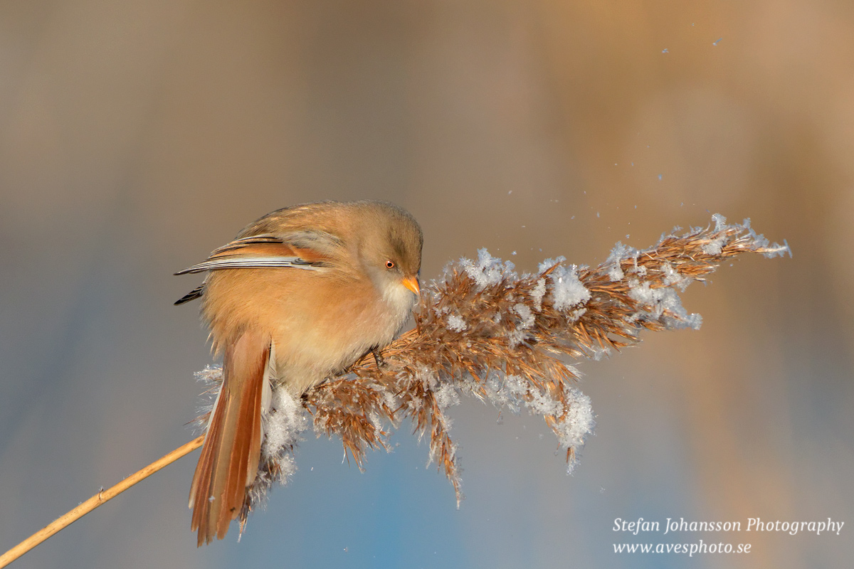 Skäggmes / Bearded Tit Panurus biarmicus 