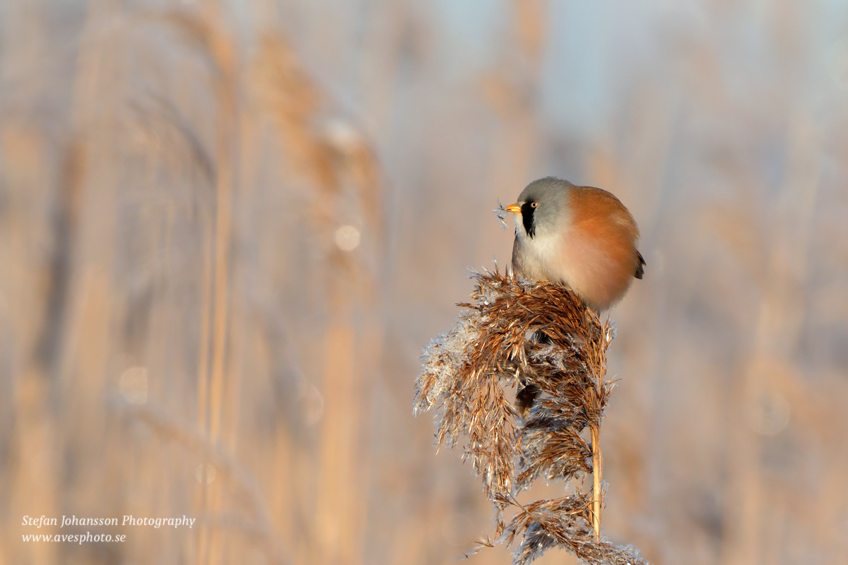 Skäggmes / Bearded Tit Panurus biarmicus 