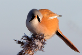 Skäggmes / Bearded Tit 