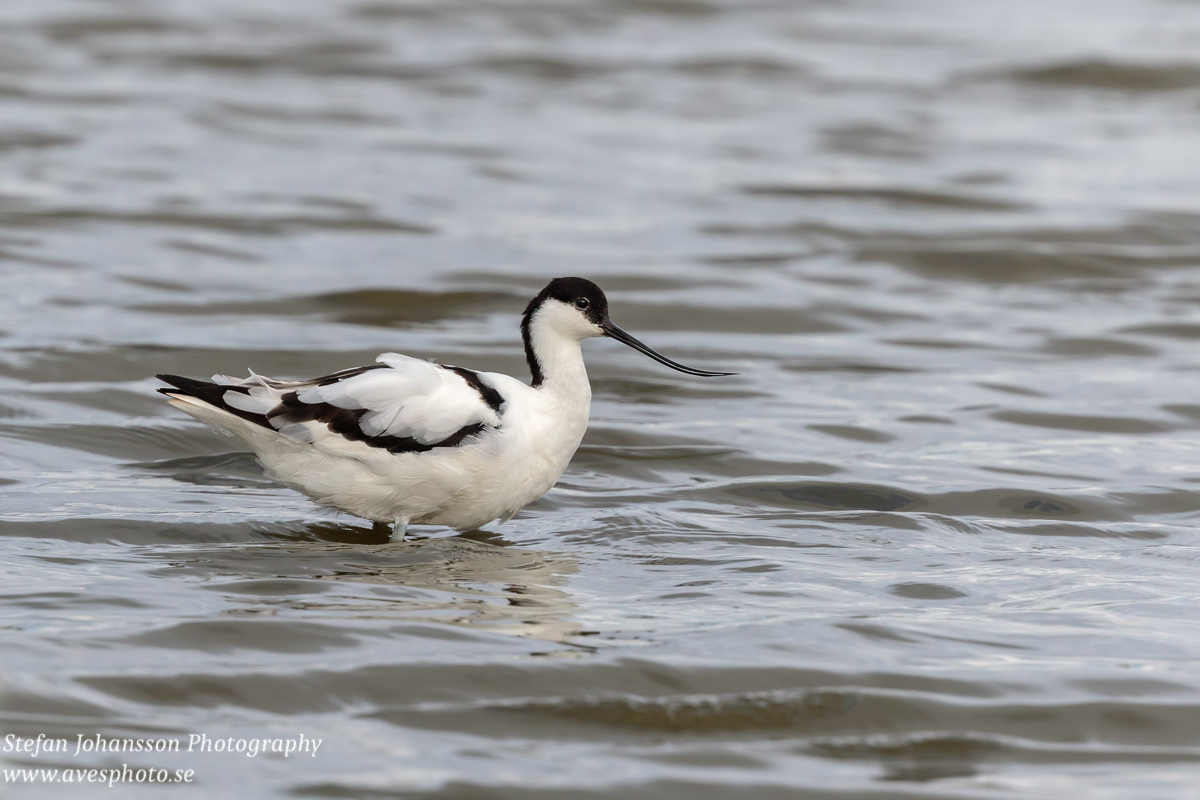 Skärfläcka / Avocet Recurvirostra avosetta 