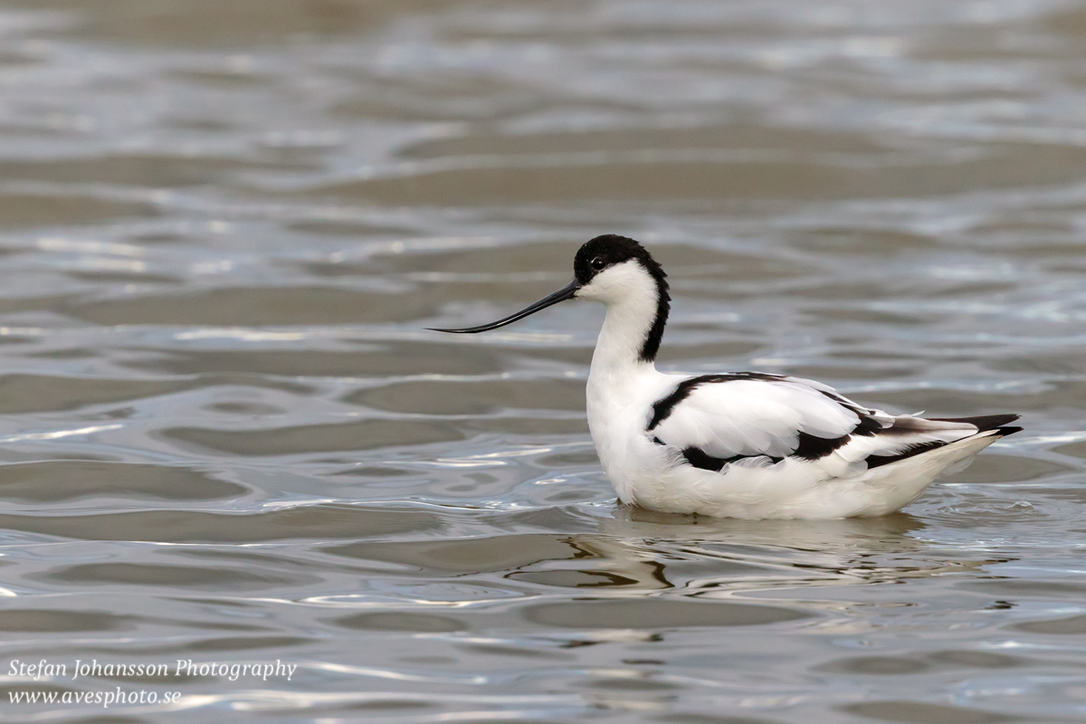 Skärfläcka / Avocet Recurvirostra avosetta 