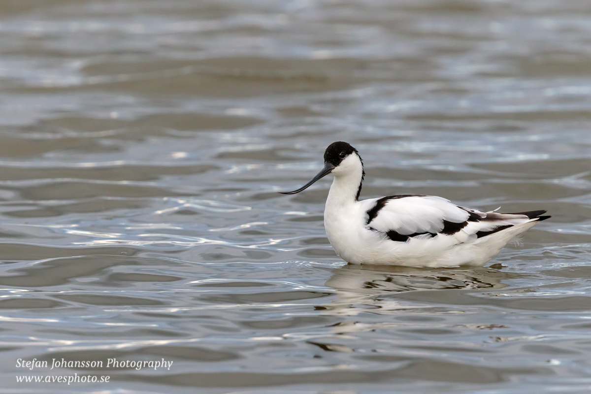 Skärfläcka / Avocet Recurvirostra avosetta 