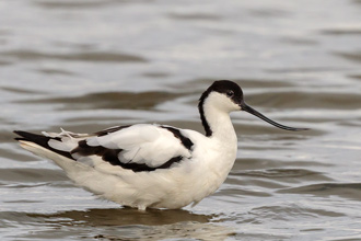 Skärfläcka / Avocet 