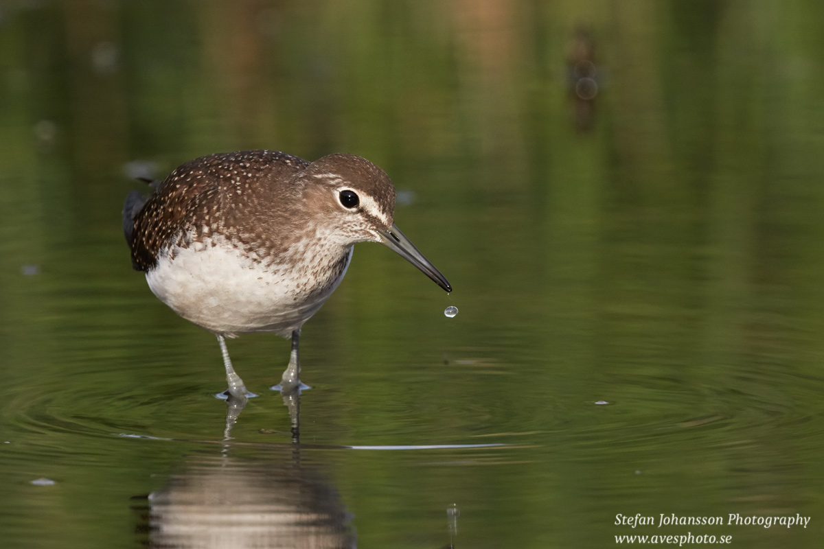 Skogssnäppa / Green Sandpiper Tringa ochropus  