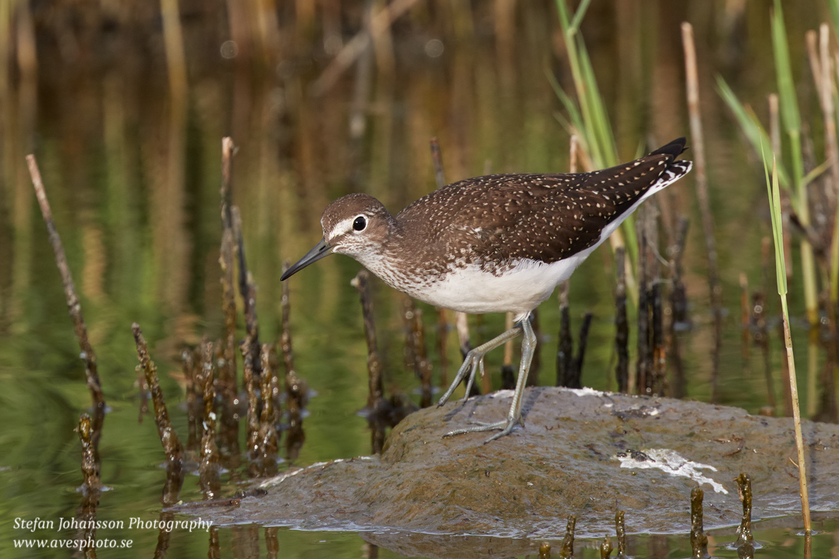 Skogssnäppa / Green Sandpiper Tringa ochropus  