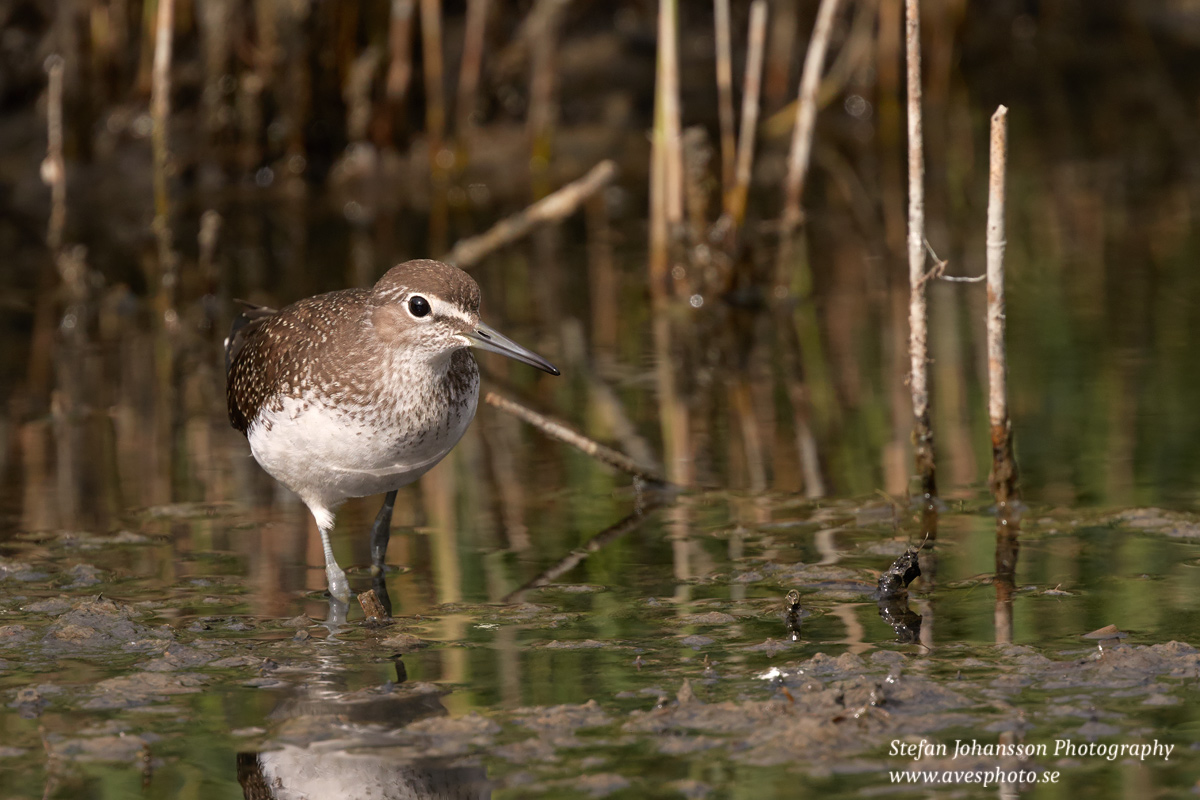 Skogssnäppa / Green Sandpiper Tringa ochropus  