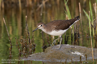 Skogssnäppa / Green Sandpiper 