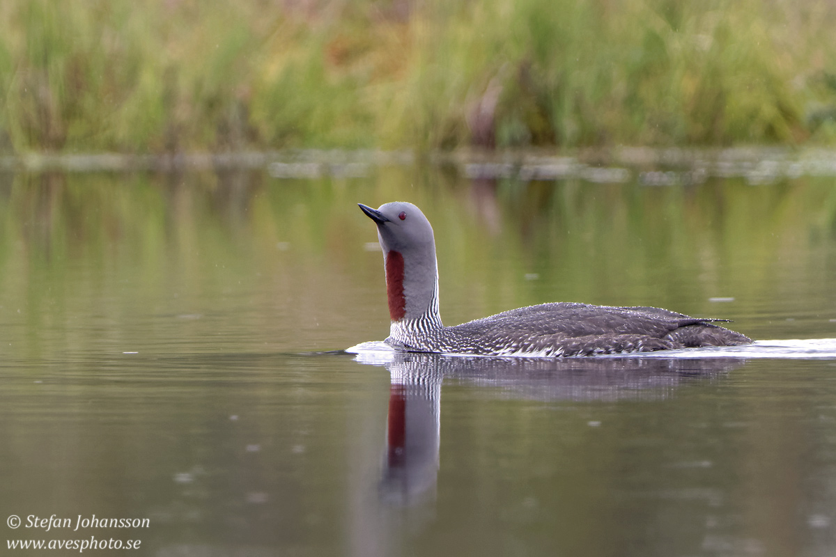 Smlom / Red-throated Diver Gavia stellata 