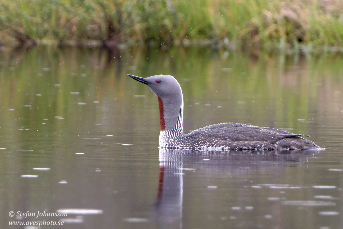 Smlom / Red-throated Diver Gavia stellata 