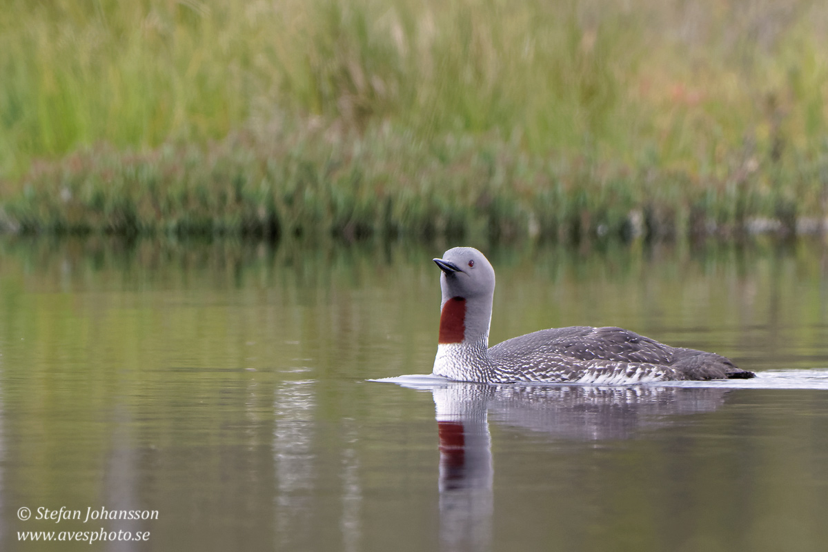 Smlom / Red-throated Diver Gavia stellata 