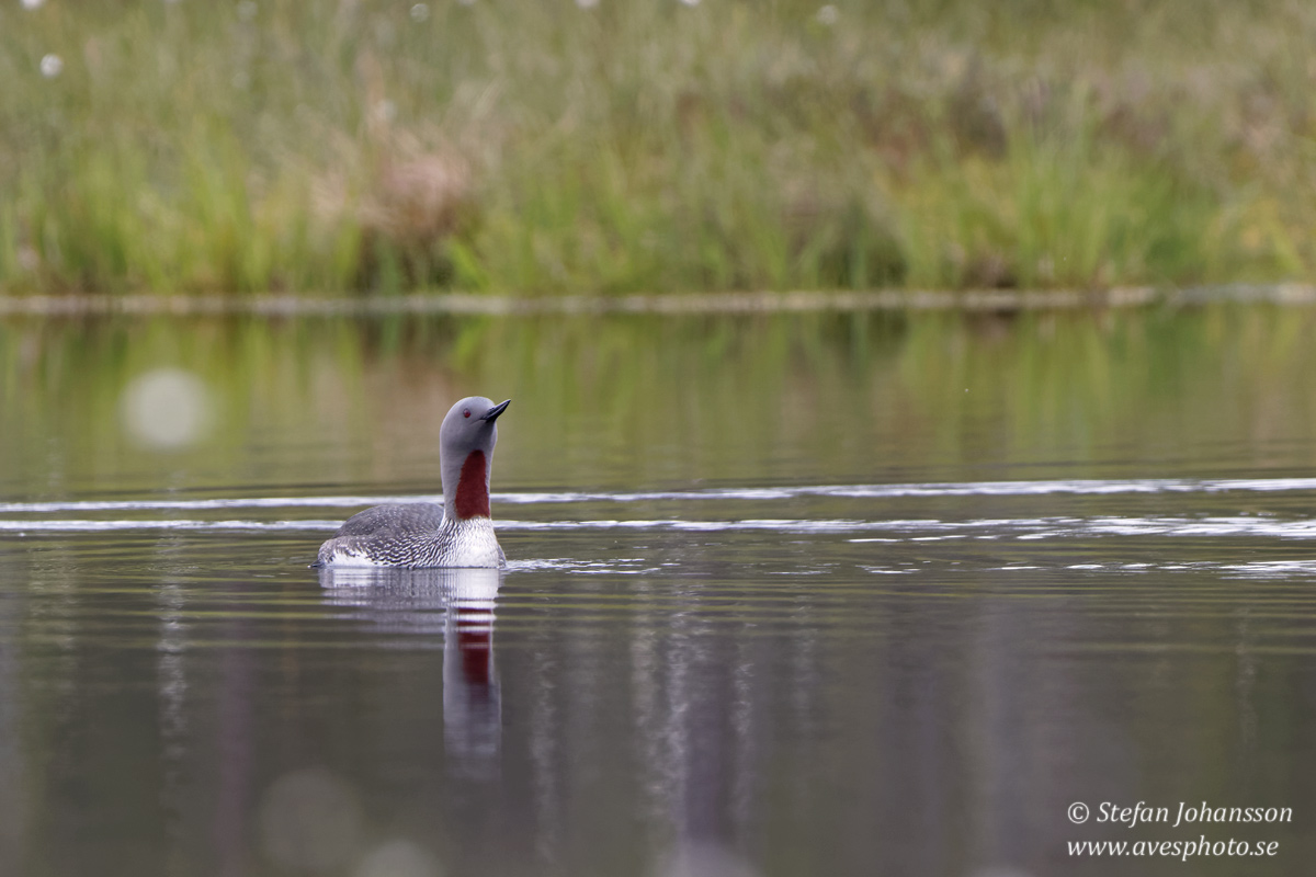 Smlom / Red-throated Diver Gavia stellata 