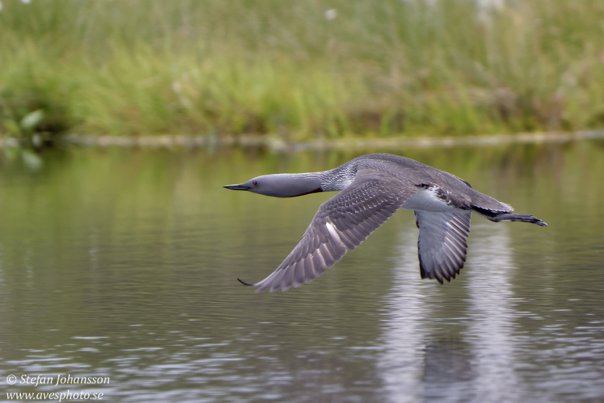 Smlom / Red-throated Diver Gavia stellata 