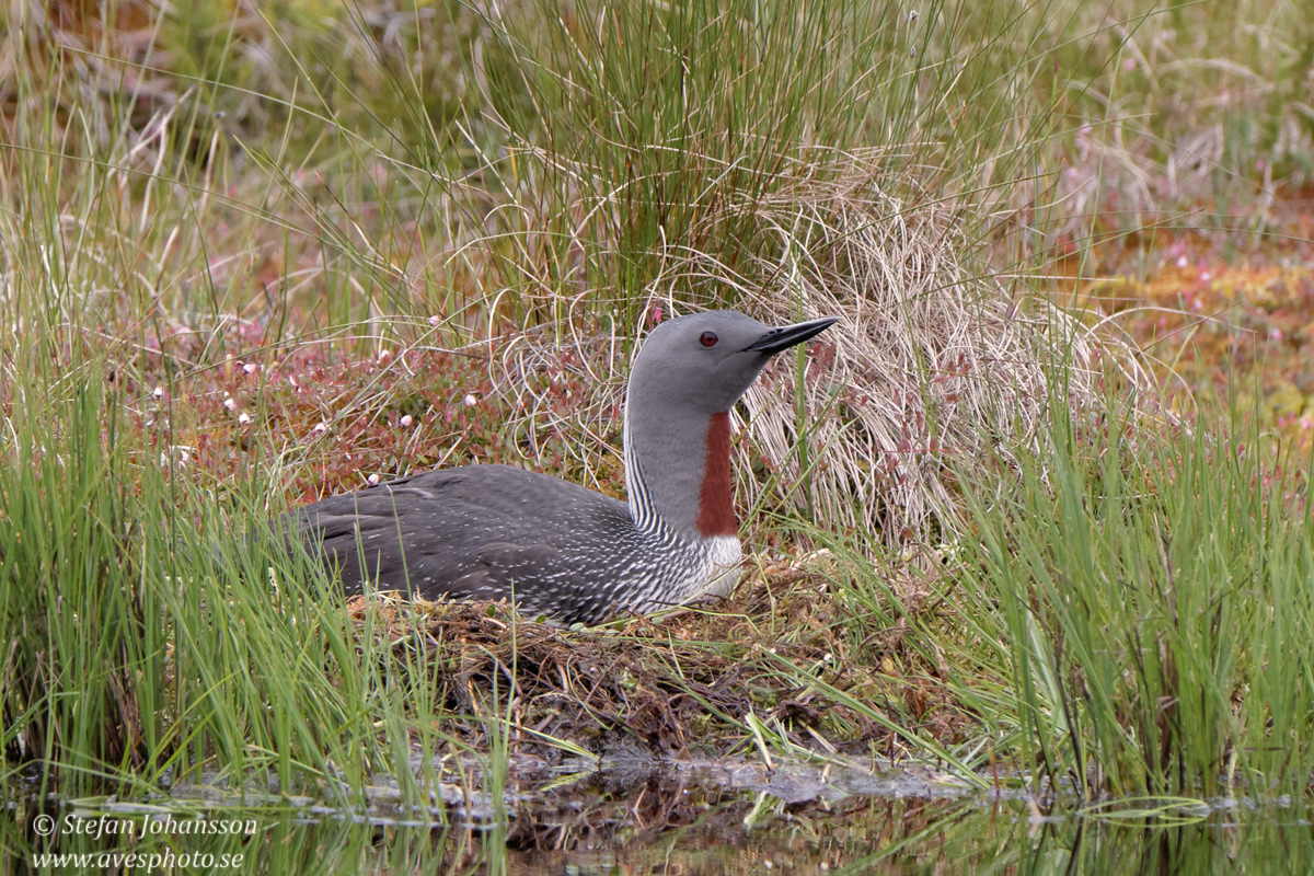 Smlom / Red-throated Diver Gavia stellata 