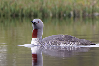 Smålom / Red-throated Diver Gavia stellata 