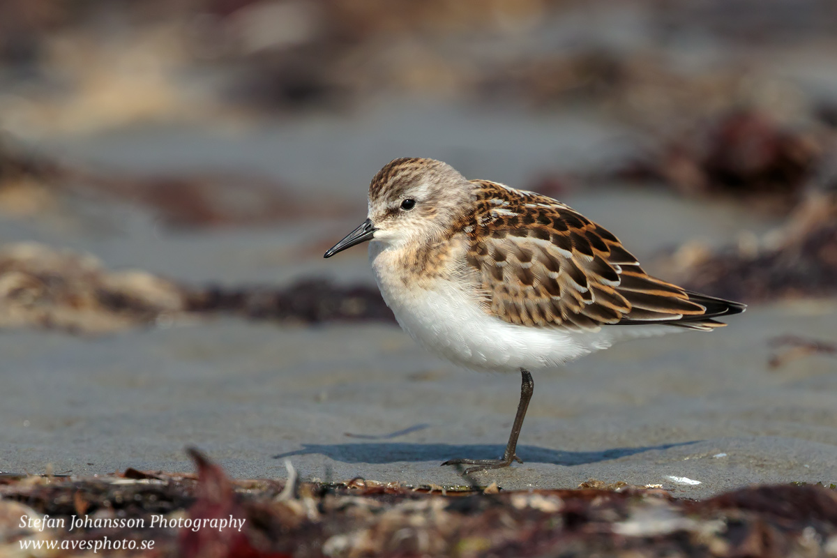 Småsnäppa / Little Stint Calidris minuta 