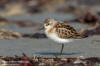 Smsnppa / Little Stint Calidris minuta 